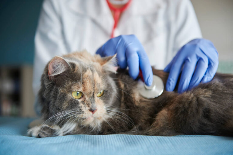 أعراض تسمم القطط وعلاجها