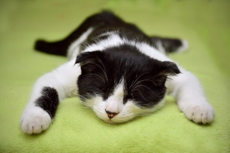 معاني وضعيات نوم القطط